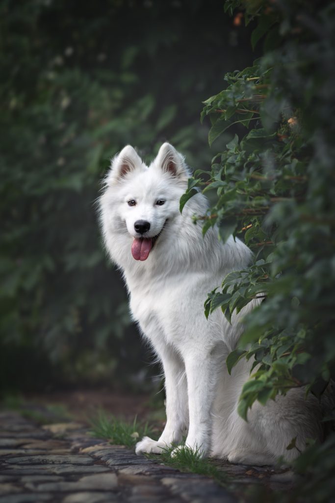 Weißer Hund mit fröhlichem Gesicht sitzt zwischen Bäumen auf einem Weg.