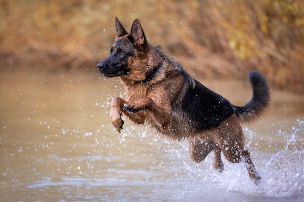 Ein deutscher Schäferhund springt fröhlich ins Wasser.