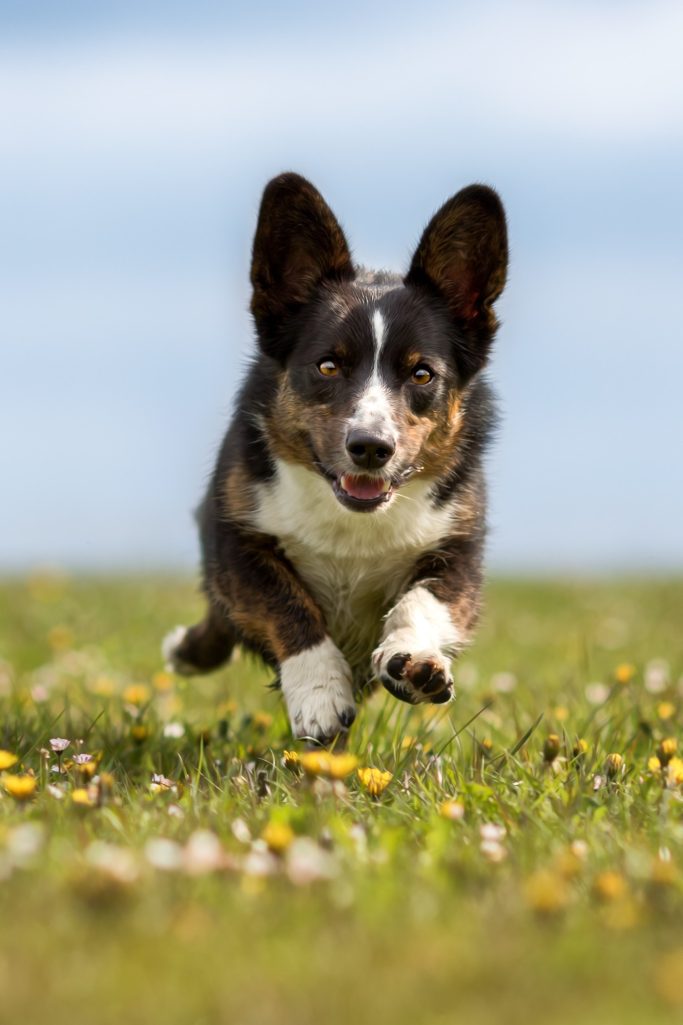 Ein laufender Corgi auf einer Wiese mit bunten Blumen.