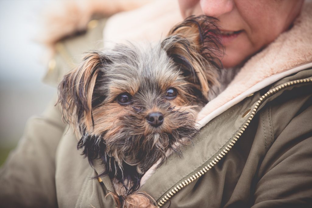 Frau hält einen kleinen Yorkshire Terrier in einer warmen Jacke.