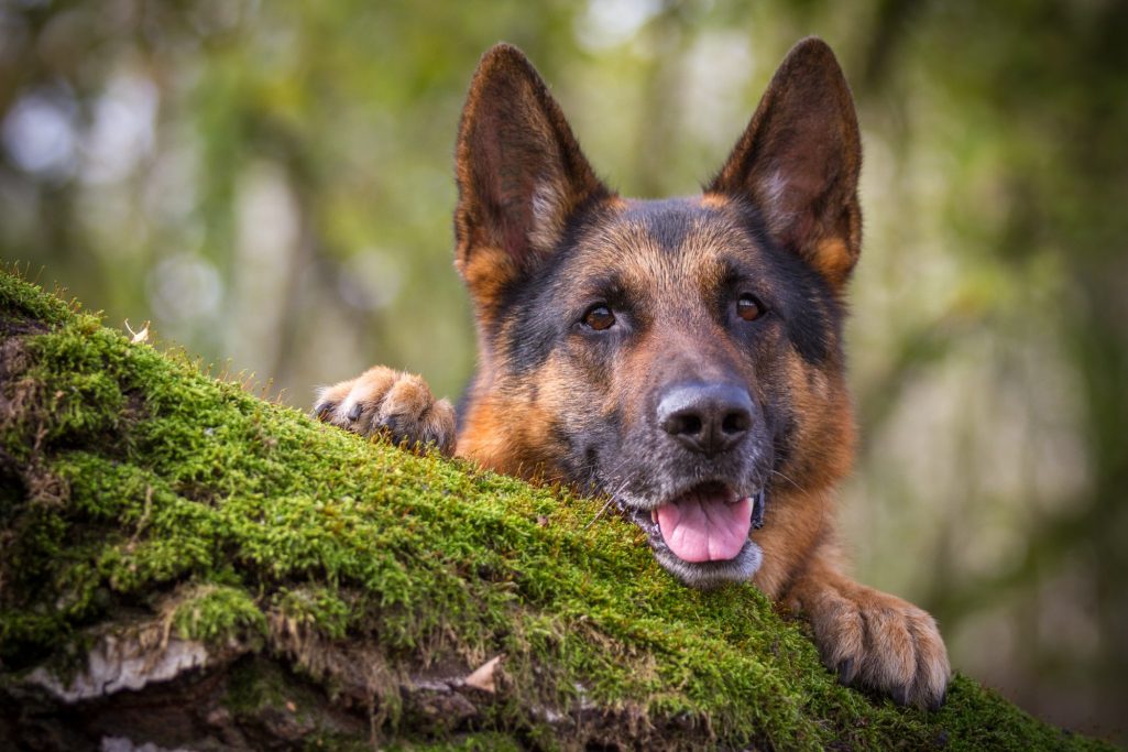 Ein Schäferhund lehnt lächelnd auf einem moosbedeckten Baumstamm.