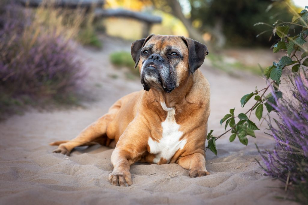 Ein brauner Hund liegt entspannt auf dem Sand, umgeben von lila Blumen.