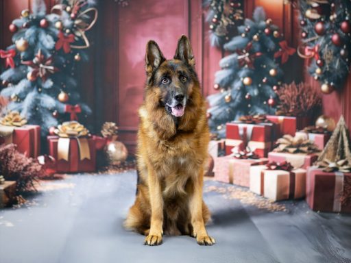Ein deutscher Schäferhund sitzt vor festlich dekorierten Weihnachtsgeschenken und Bäumen.