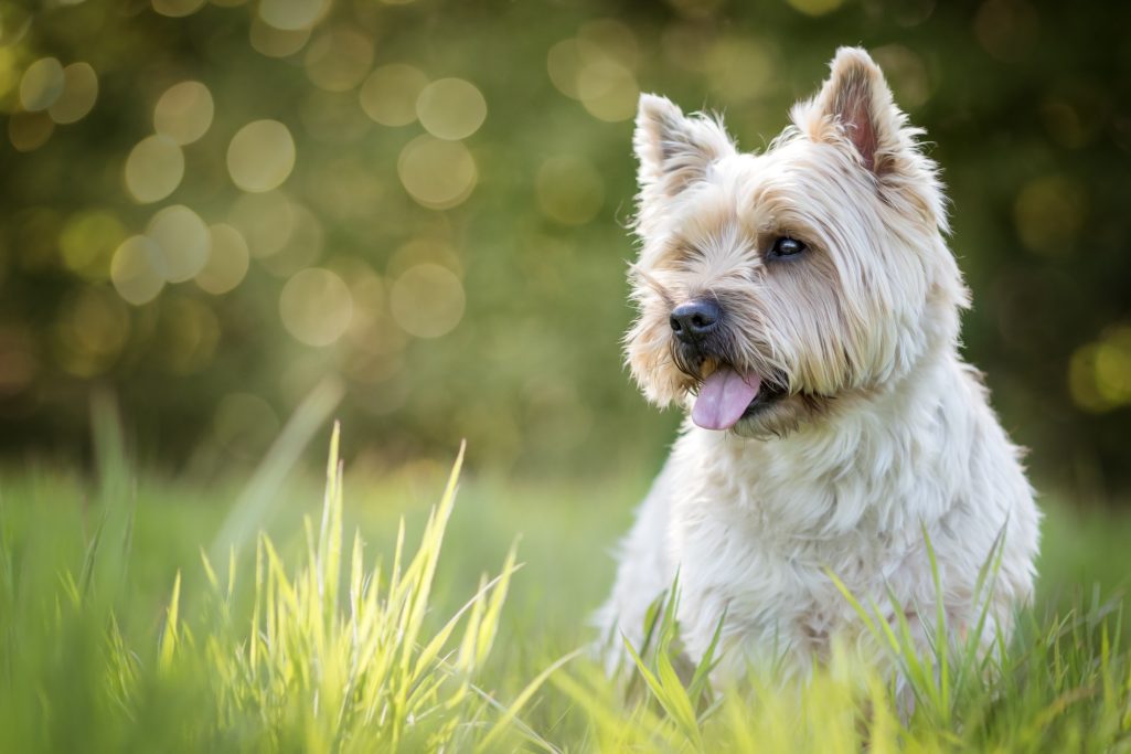 Ein kleiner, struppiger Hund sitzt im Gras und schaut aufmerksam zur Seite.