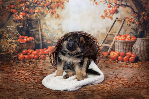 Ein Schäferhundwelpe sitzt auf einer Decke vor herbstlicher Kulisse mit Äpfeln.