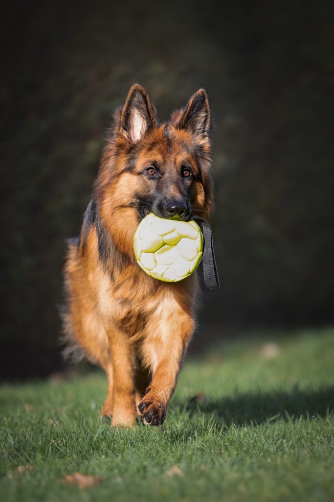 Ein Schäferhund läuft fröhlich mit einem Frisbee im Maul über das Gras.