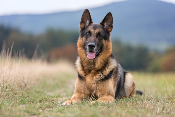 Schäferhund sitzt auf einer Wiese mit einer hügeligen Landschaft im Hintergrund.