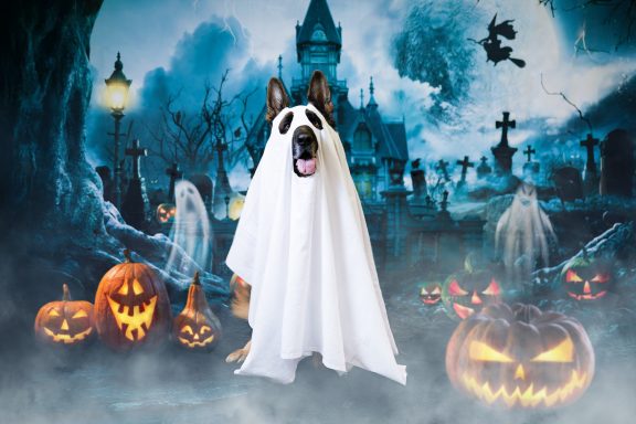 Ein Hund im Geisterkostüm steht vor Halloween-Dekoration mit Kürbissen und Geistern.