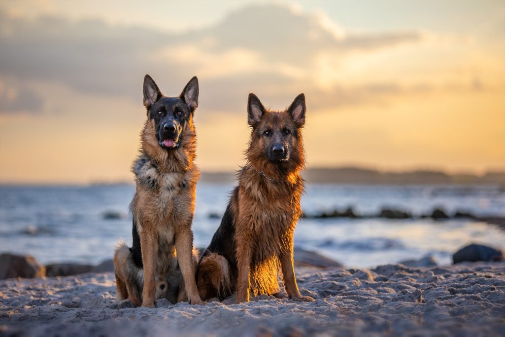 Zwei Schäferhunde sitzen am Strand bei Sonnenuntergang.