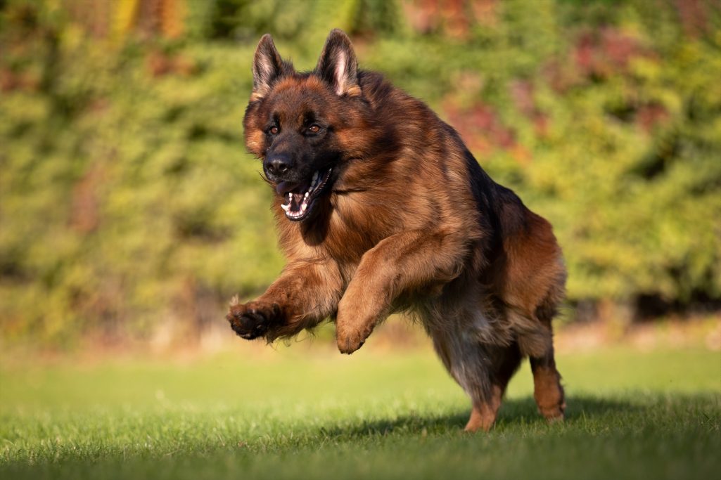 Ein spielender Deutscher Schäferhund läuft über eine grüne Wiese.