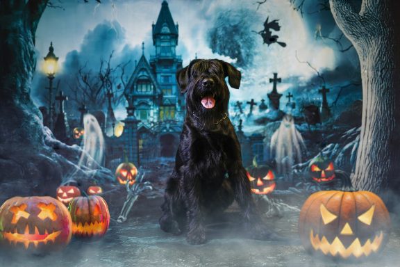 Schwarzer Hund vor einer gruseligen Halloween-Szene mit Kürbissen und Geistern.