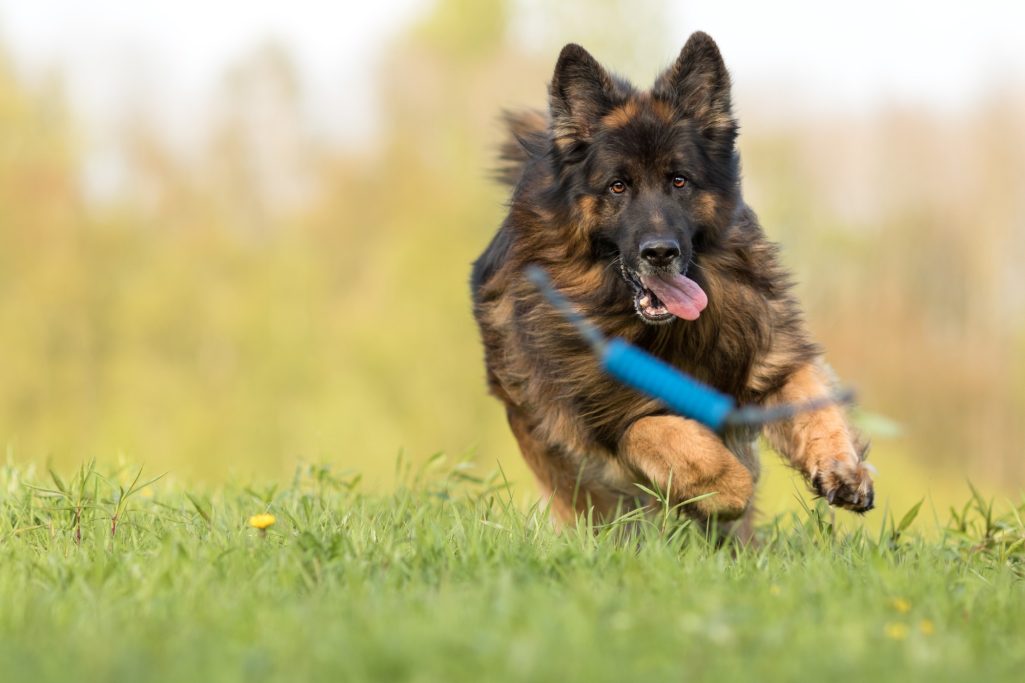 Ein laufender deutscher Schäferhund auf einer grünen Wiese.