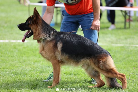 Deutscher Schäferhund im Stand auf einer Hundeschau.