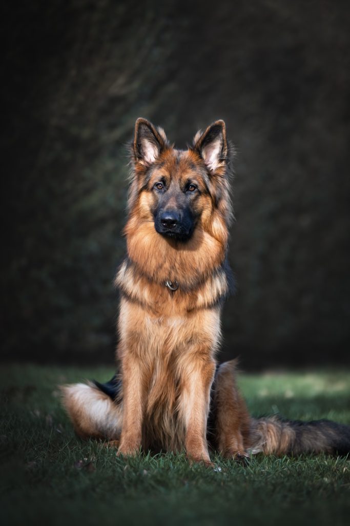 Ein aufmerksamer Deutscher Schäferhund mit glänzendem Fell sitzt auf grünem Gras.