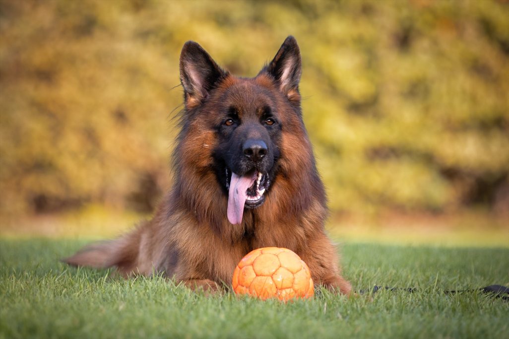 Ein Deutscher Schäferhund liegt im Gras mit einem orangefarbenen Ball vor sich.