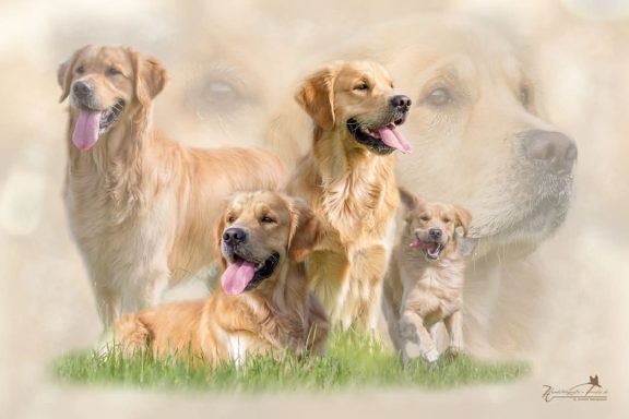 Fotocollage Golden Retriever