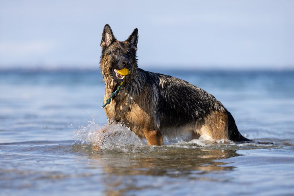 Ein deutscher Schäferhund, der im Wasser steht und einen Ball im Mund trägt.