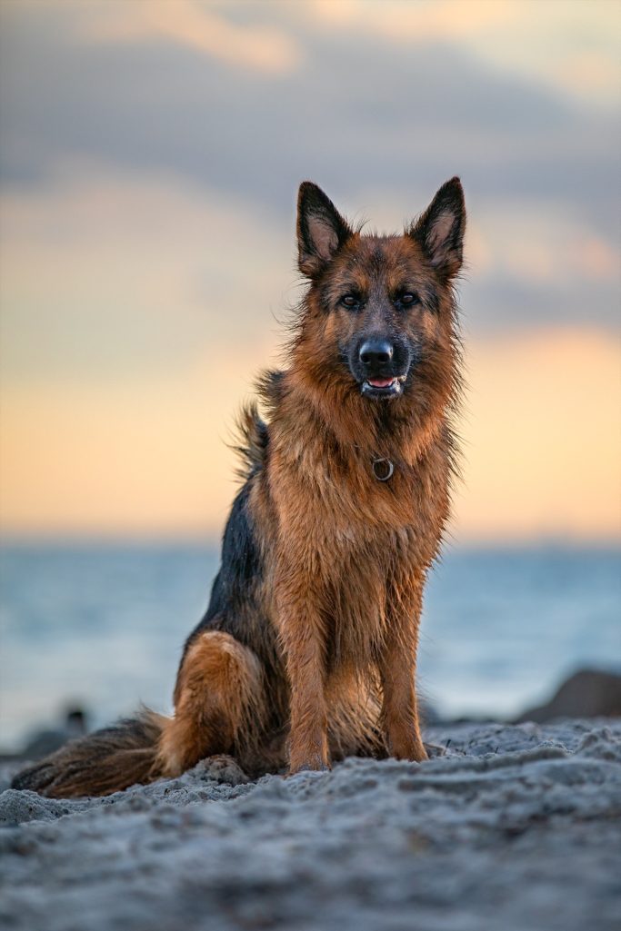 Schäferhund sitzt am Strand mit verschwommenem Wasser im Hintergrund bei Sonnenuntergang.