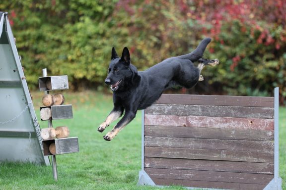 Schäferhund springt über Meterhürde.