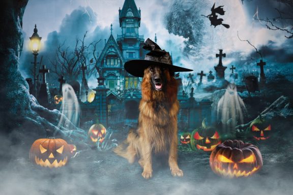 Ein Hund mit einem Hexenhut in einer gruseligen Halloween-Szene mit Kürbissen und Geistern.