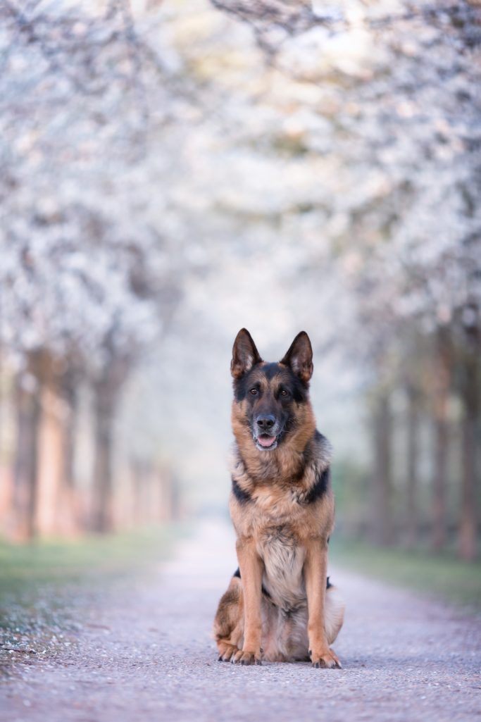 Ein Schäferhund sitzt auf einem Weg, umgeben von blühenden Bäumen.