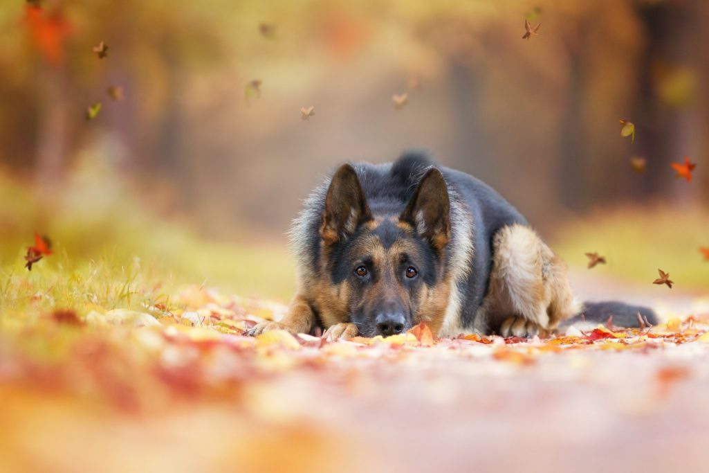 Ein Schäferhund liegt entspannt auf einem mit Blättern bedeckten Weg im Herbst.