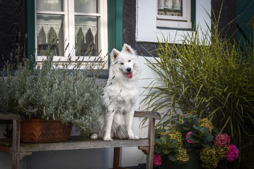 Weißer Hund sitzt entspannt auf einer Bank vor grünen Pflanzen und einem Fenster.