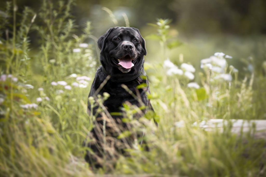 Schwarzer Hund sitzt lächelnd zwischen hohen Gräsern und Blumen.