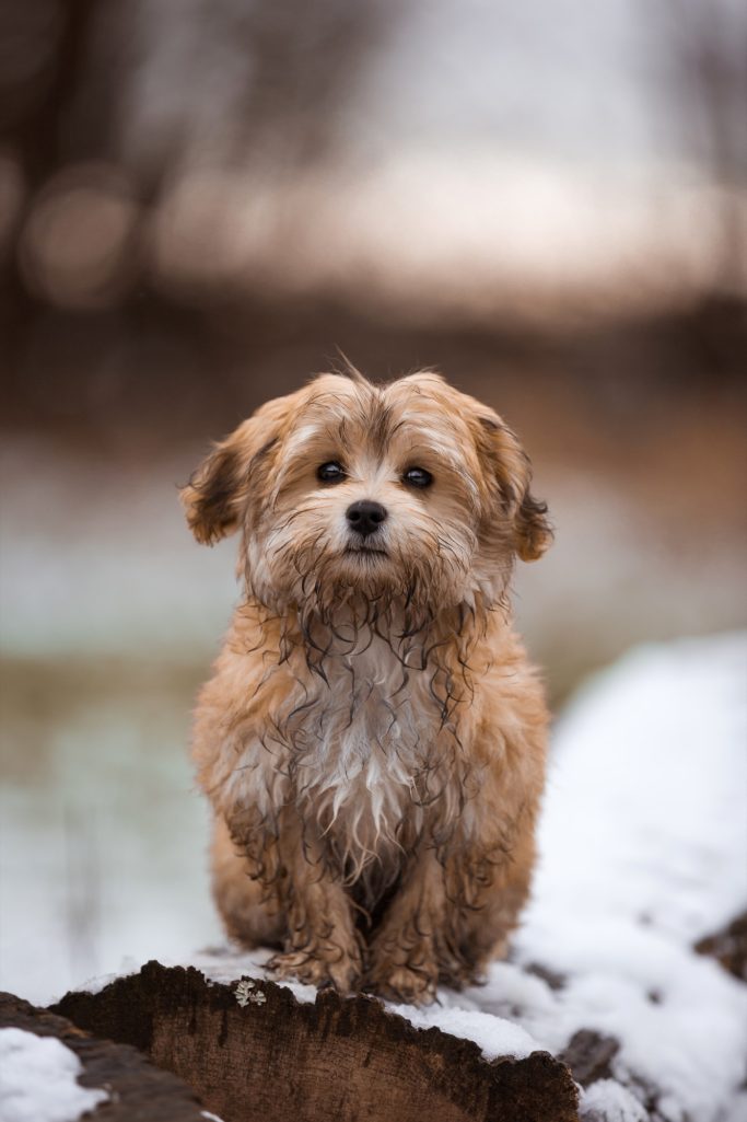Ein kleiner, brauner Hund mit welpenhaftem Blick sitzt auf Schnee.