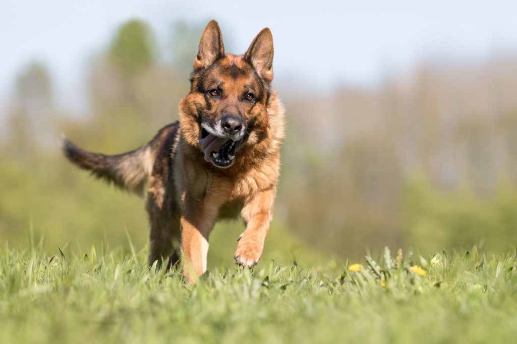 Ein Schäferhund läuft fröhlich über eine Wiese.