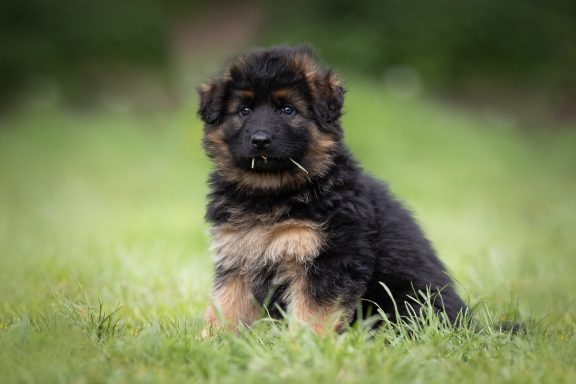 Ein niedlicher, flauschiger deutscher Schäferhund-Welpe sitzt auf grünem Gras.