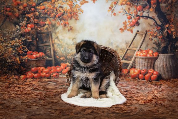 Ein Welpe sitzt auf einem weißen Tuch vor einem herbstlichen Hintergrund mit Äpfeln.