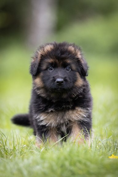 Schwarzes und braunes Schäferhundewelpe sitzt auf grünem Gras.