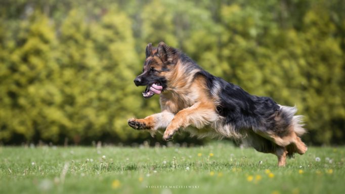 Ein Deutscher Schäferhund springt fröhlich über eine Wiese.