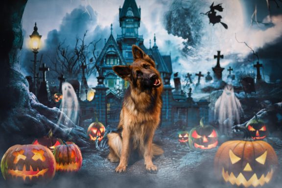 Ein deutscher Schäferhund sitzt vor einem gruseligen Halloween-Hintergrund mit Kürbissen.