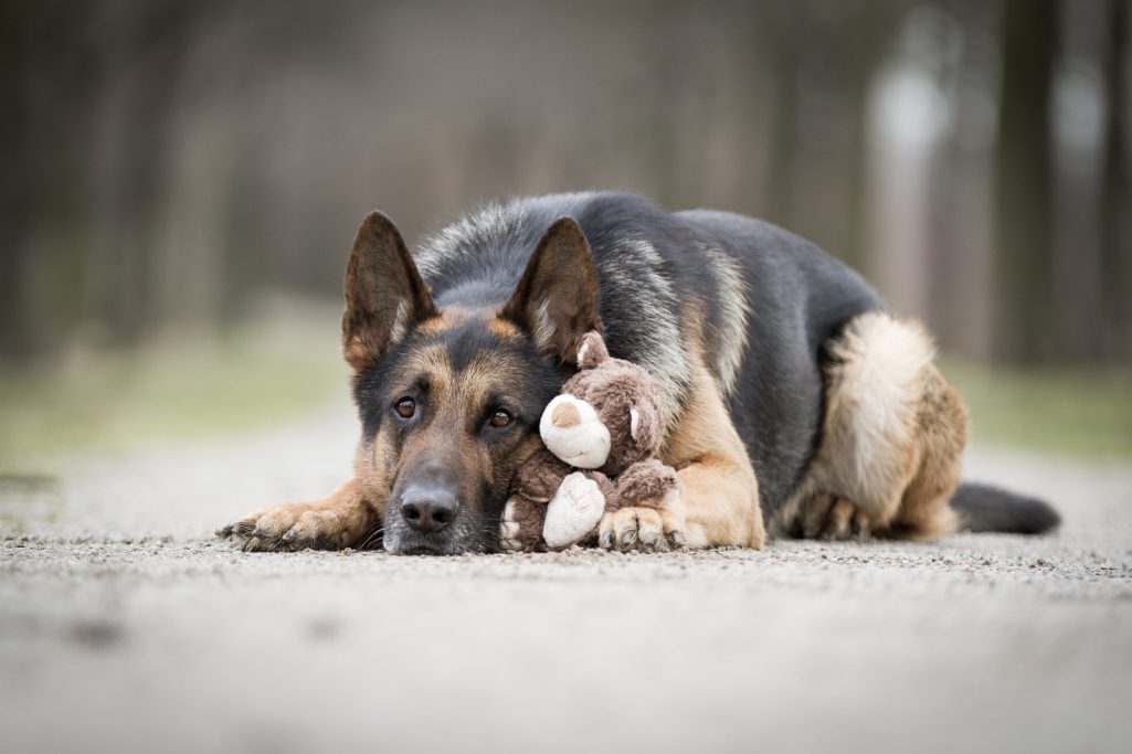 Ein Deutscher Schäferhund liegt mit einem Stofftier auf dem Boden.