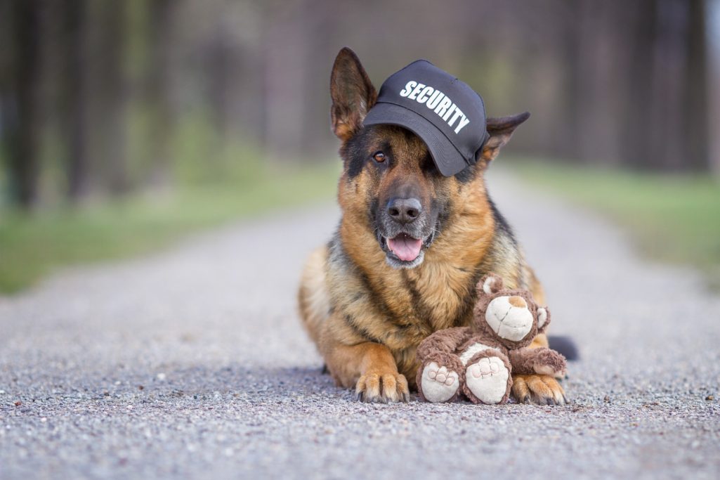 Ein Schäferhund mit einer Cap liegt auf einem Weg und hält ein Stofftier.