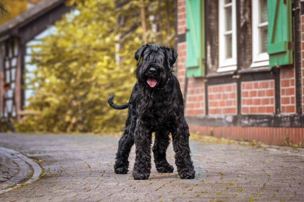 Schwarzer Hund steht vor einem roten Backsteingebäude mit Fenster und grünem Fensterrahmen.
