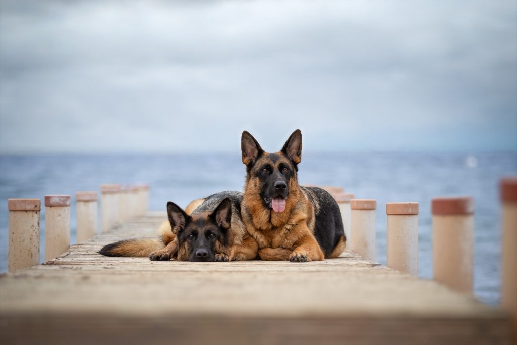 Zwei Schäferhunde liegen entspannt auf einem Holzsteg am Wasser.