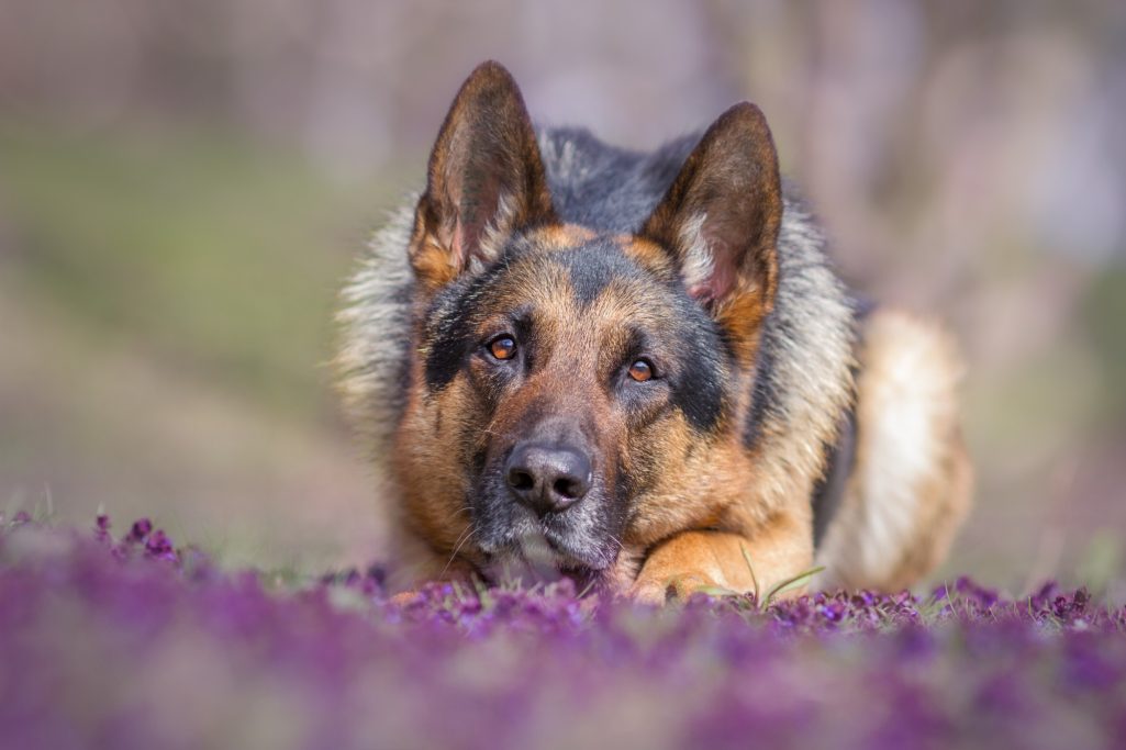 Schäferhund liegt entspannt auf lila Blumenwiese.