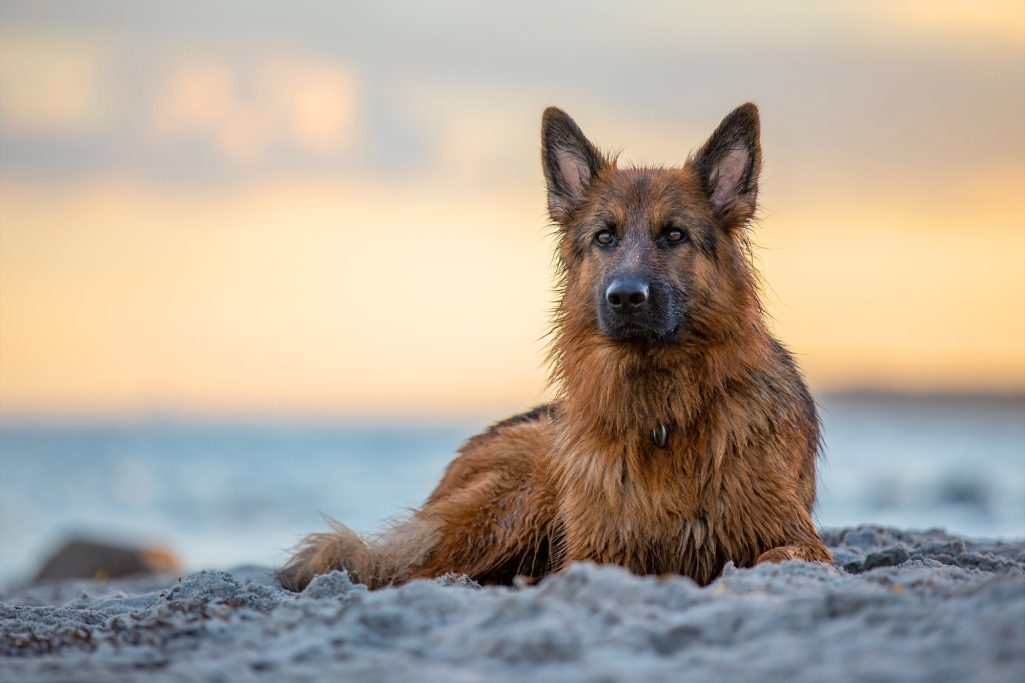 Ein rötlicher Deutscher Schäferhund liegt entspannt am Strand bei Sonnenuntergang.