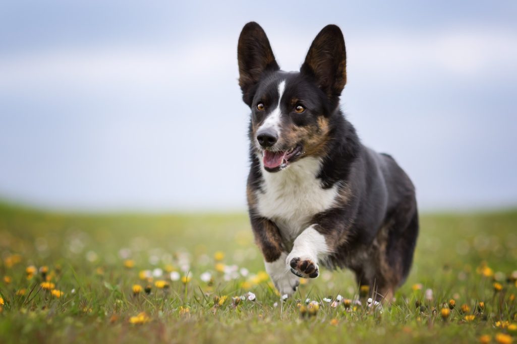 Ein Corgi läuft fröhlich über eine Wiese mit bunten Blumen.