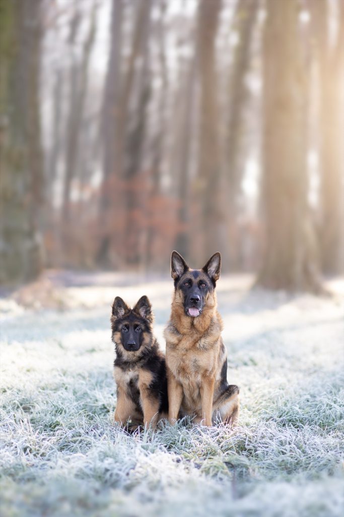 Zwei Deutsche Schäferhunde sitzen auf frostigem Boden in einem Wald.