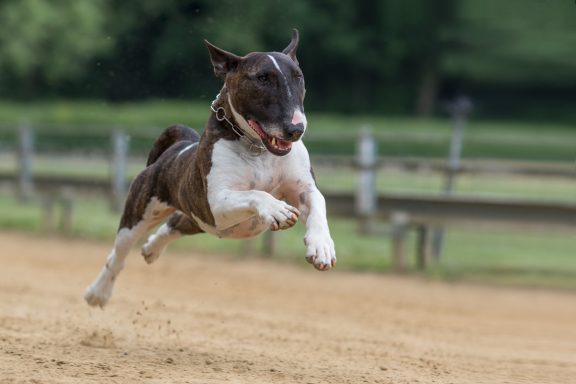 Miniatur-Bullterrier beim Hunderennen.