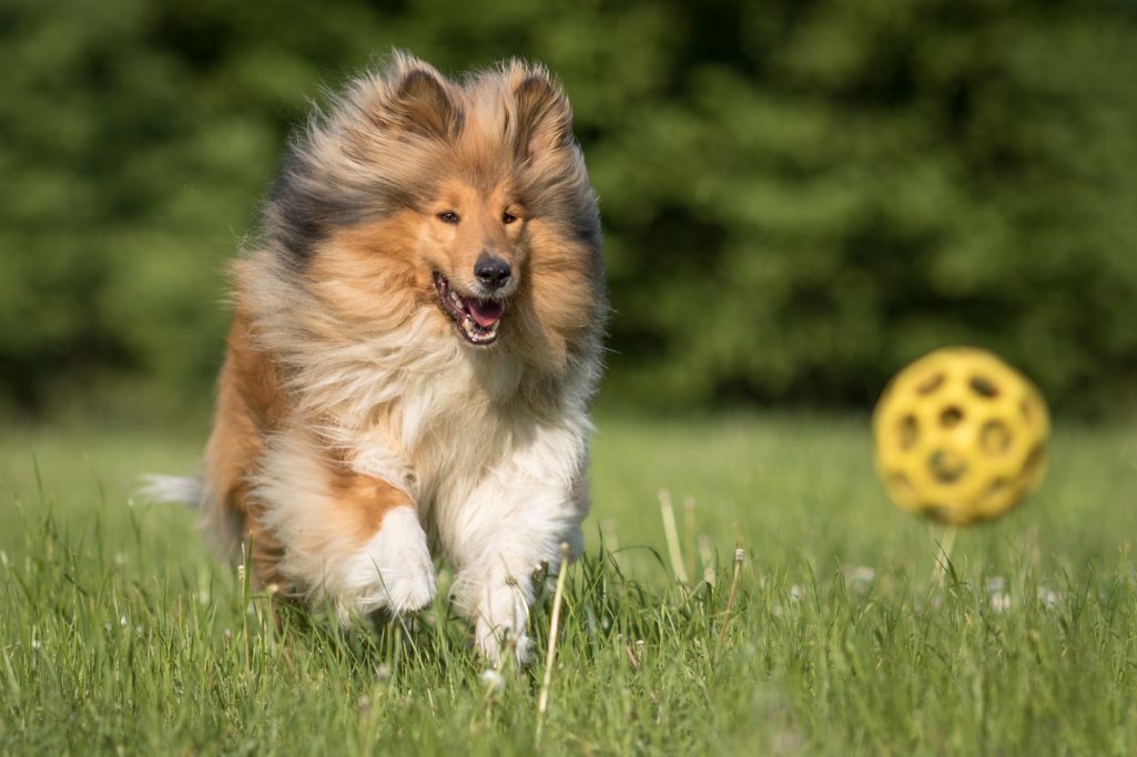 Ein collieähnlicher Hund läuft fröhlich dem gelben Ball auf dem Gras nach.