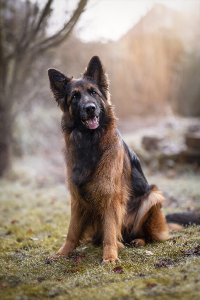 Schäferhund sitzt auf frosty Gras, mit begeistertem Gesichtsausdruck.