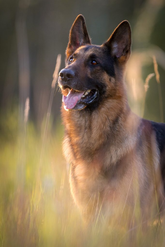 Schäferhund steht im hohen Gras und lächelt mit offenem Maul.