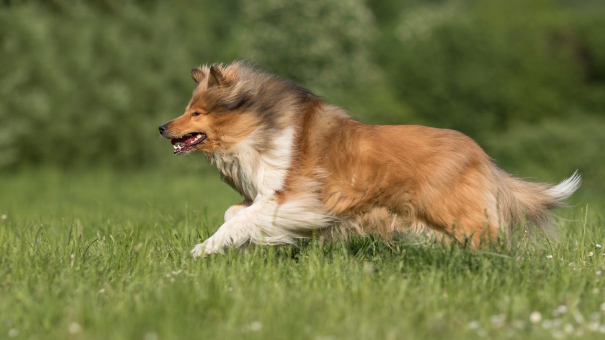 Ein schneller Collie, der über eine grüne Wiese läuft.