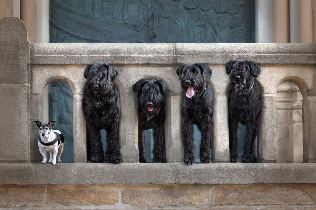 Vier schwarze Hunde stehen auf einer Mauer, ein kleiner Hund sitzt davor.