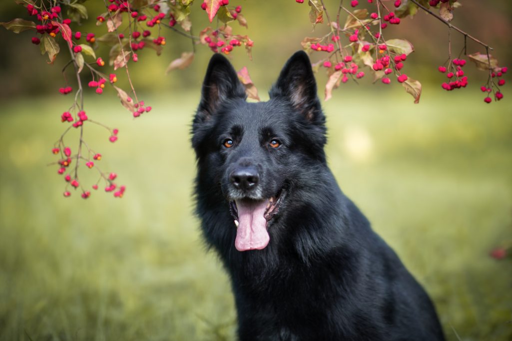 Schwarzer Schäferhund sitzt vor rotbeerentragenden Zweigen im Freien.